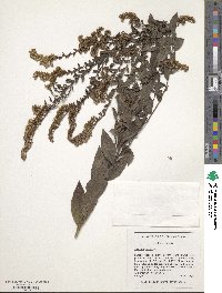 Solidago rugosa image