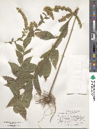 Solidago rugosa image