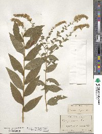 Solidago rugosa image