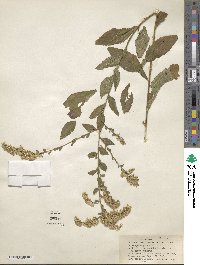 Solidago rugosa image