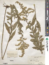 Solidago rugosa image