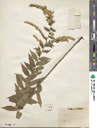 Solidago rugosa image