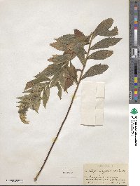 Solidago rugosa image