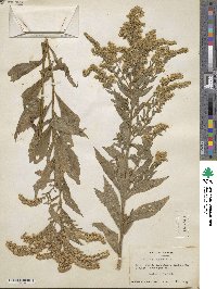 Solidago rugosa image