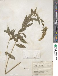 Solidago rugosa image