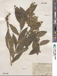 Solidago rugosa image