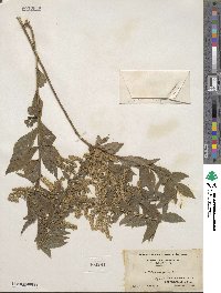 Solidago rugosa image