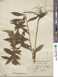 Solidago rugosa image