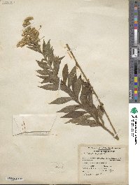 Solidago rugosa image