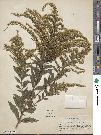 Solidago rugosa image