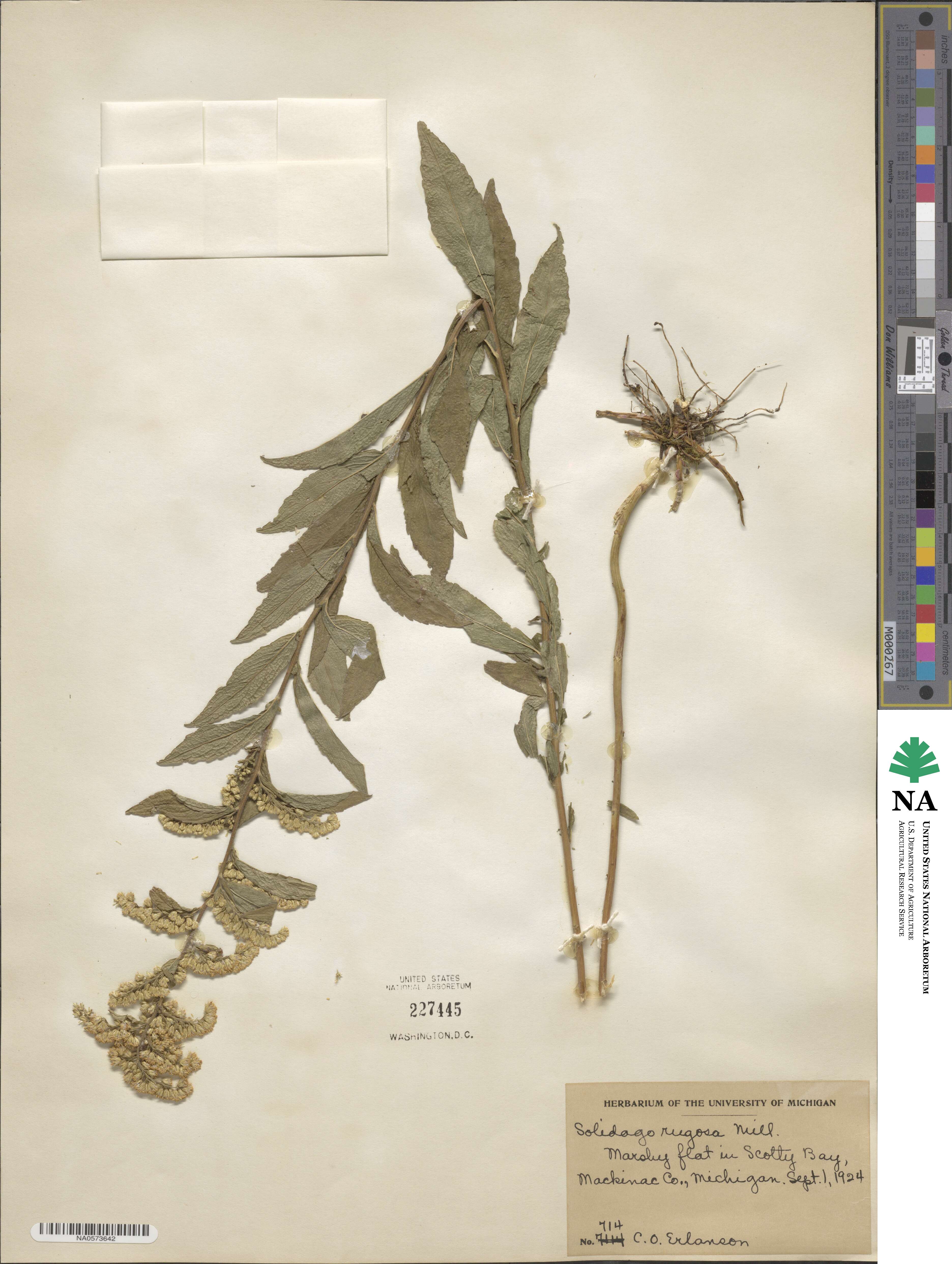 Solidago rugosa image
