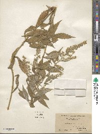 Solidago rugosa image