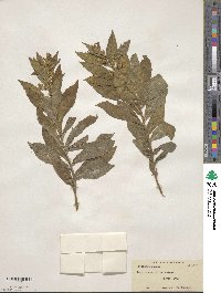 Solidago rugosa image