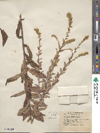 Solidago rugosa image