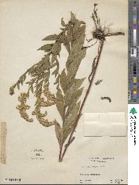 Solidago rugosa image