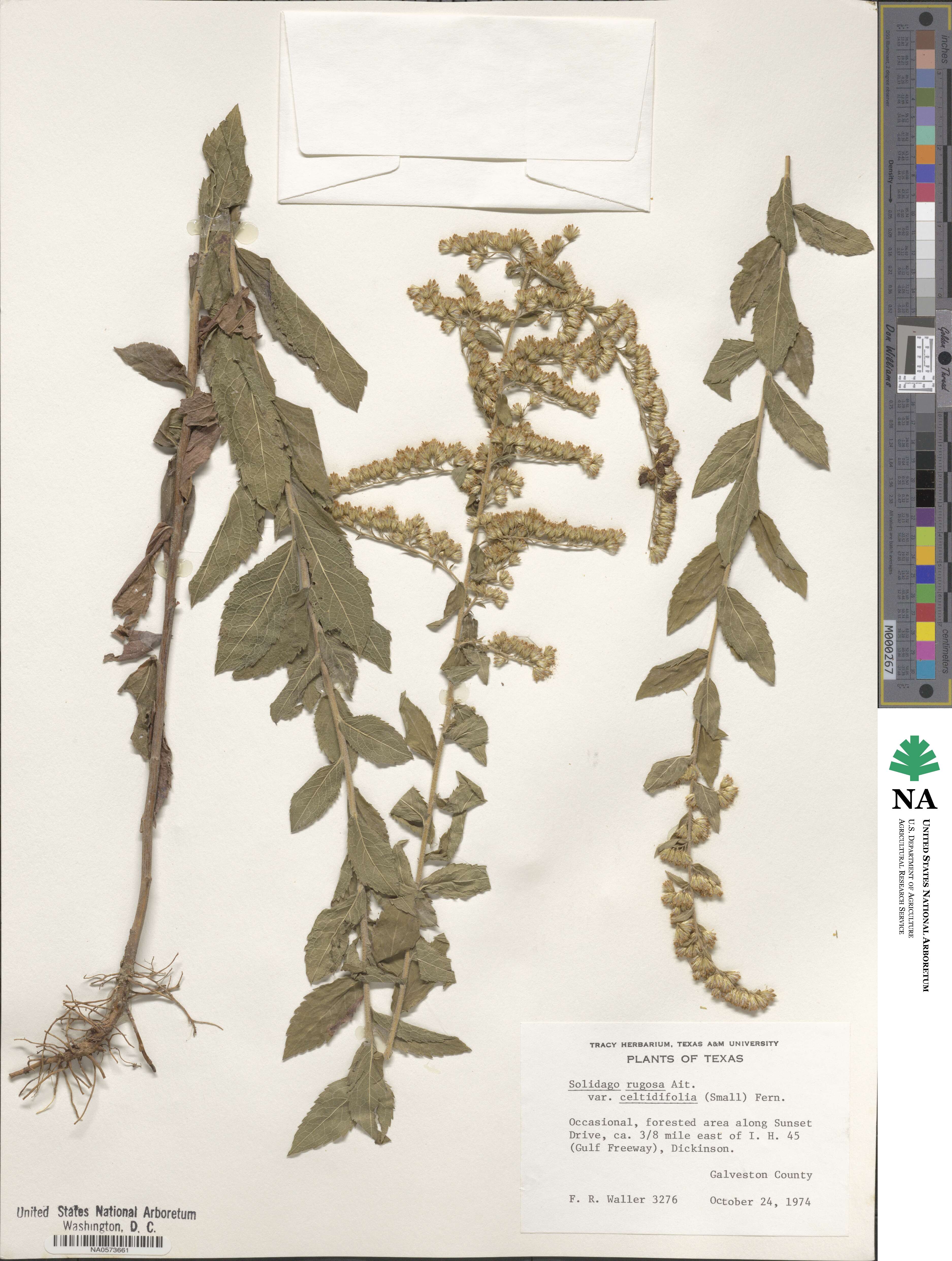 Solidago rugosa image