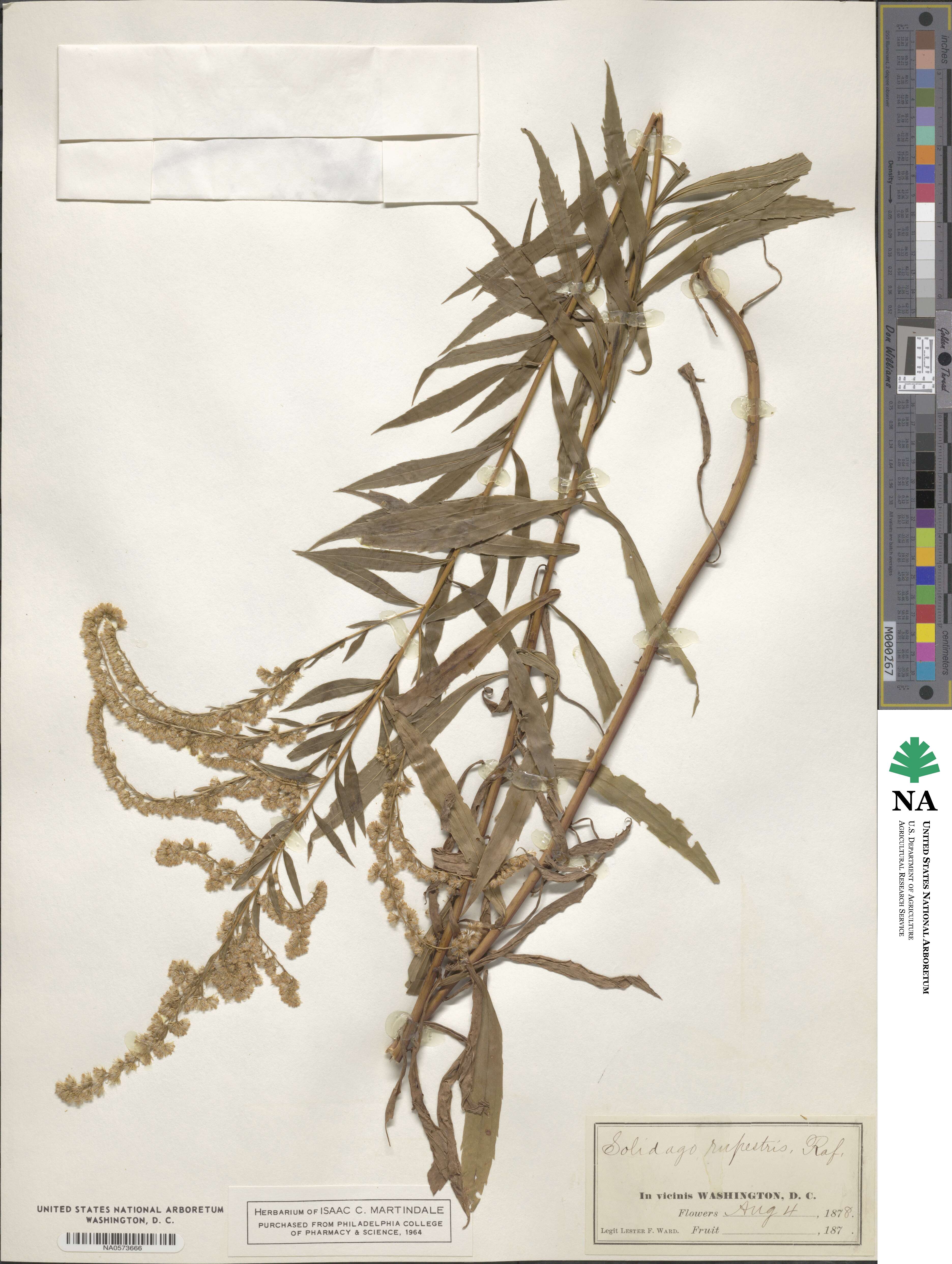 Solidago rupestris image