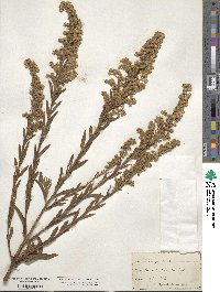 Solidago sempervirens image