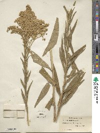 Solidago sempervirens image