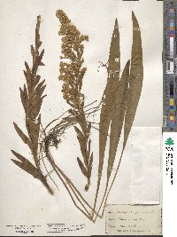 Solidago sempervirens image