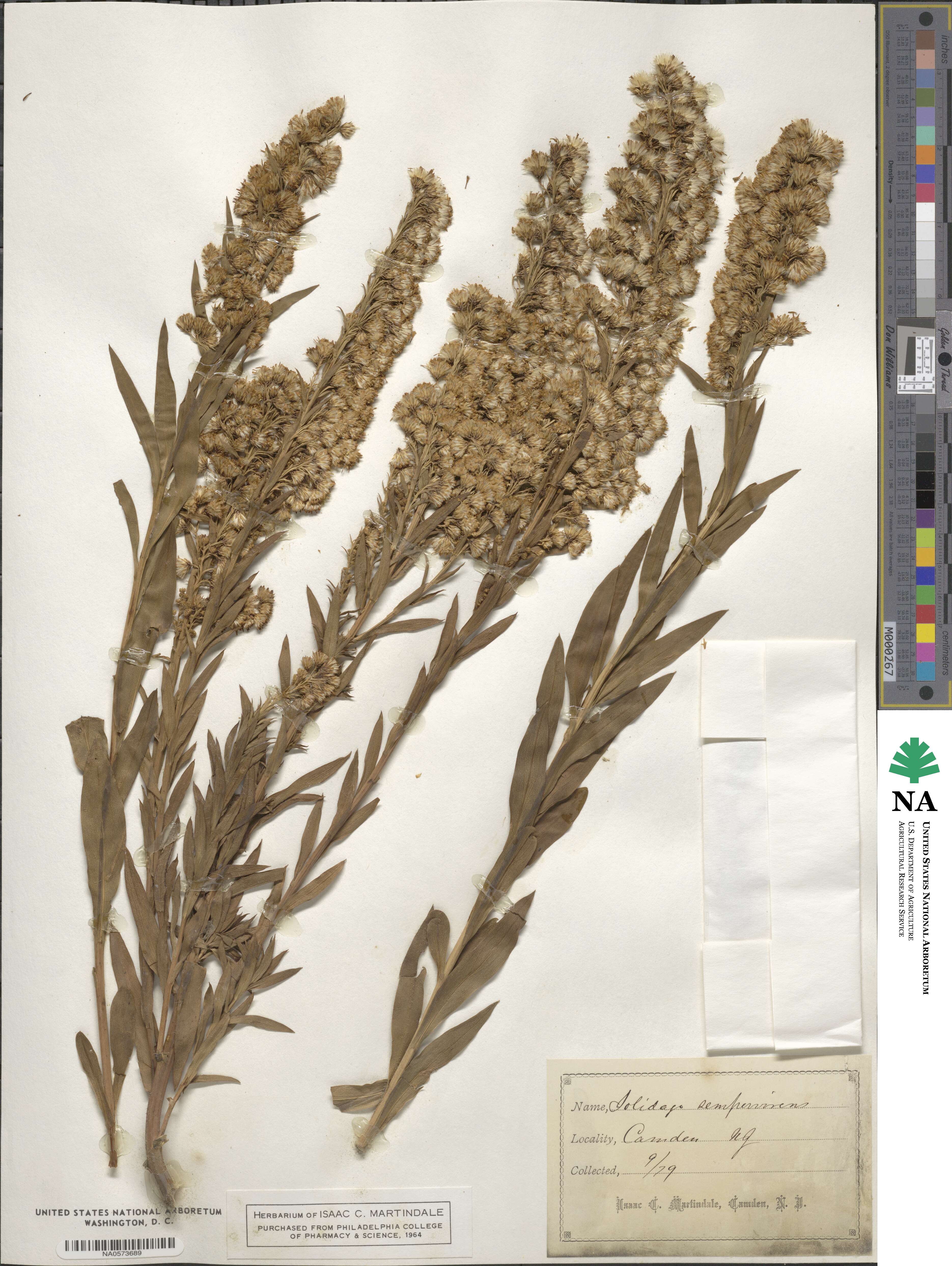 Solidago sempervirens image