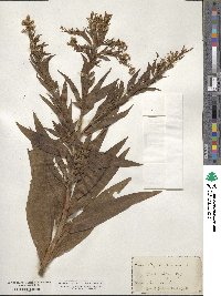 Solidago sempervirens image