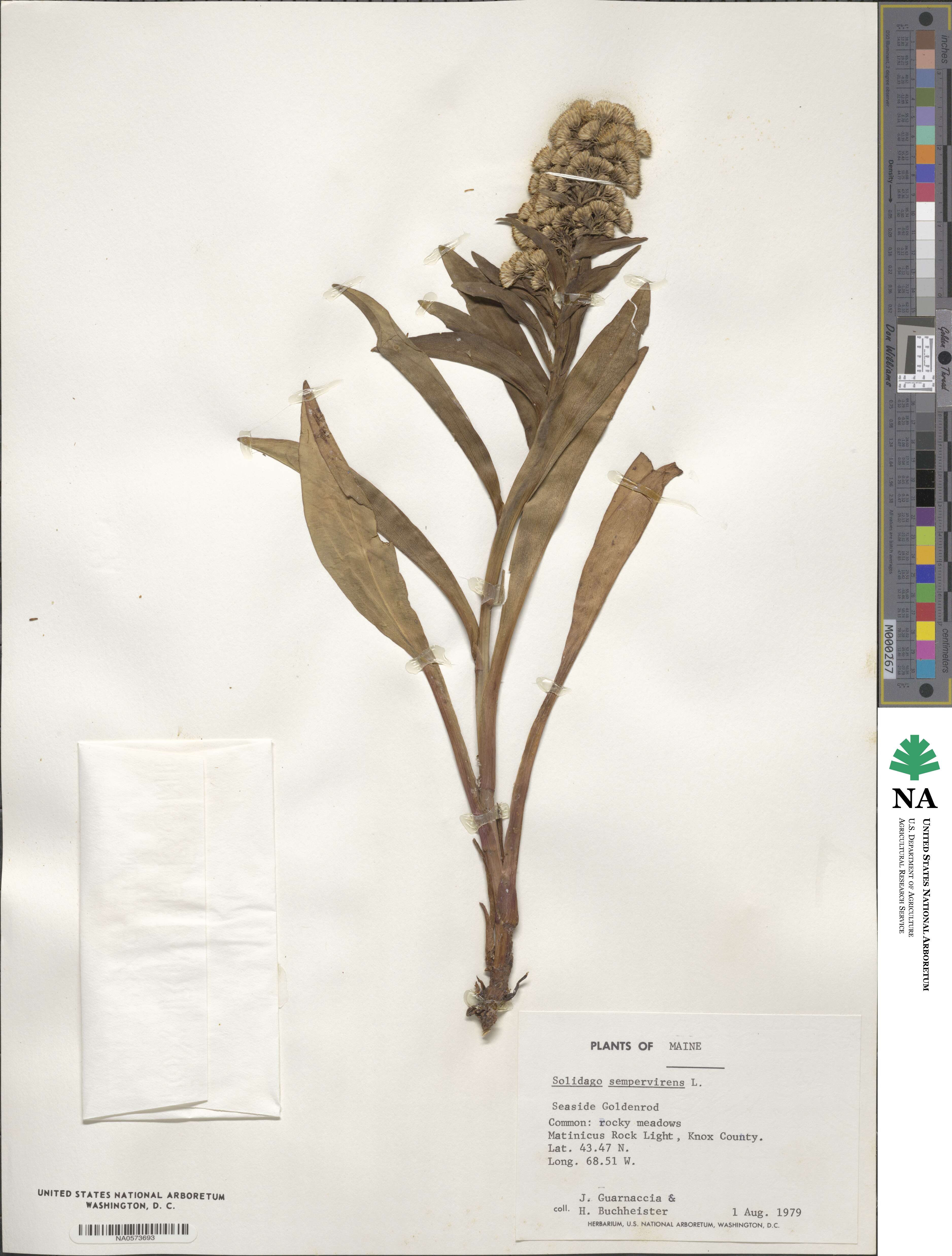 Solidago sempervirens image