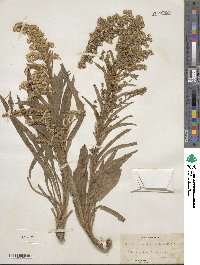 Solidago sempervirens image