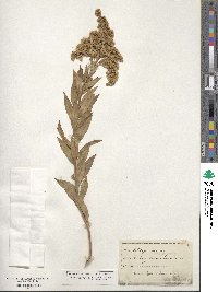 Solidago serotina image