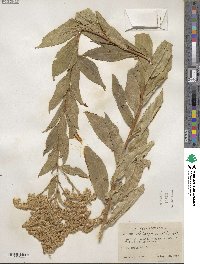 Solidago serotina image