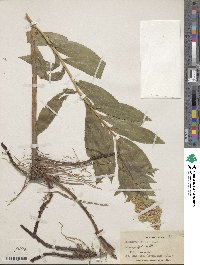 Solidago serotina image