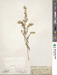 Solidago garrettii image