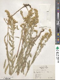 Solidago garrettii image