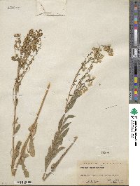 Solidago garrettii image