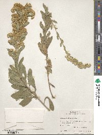 Solidago garrettii image