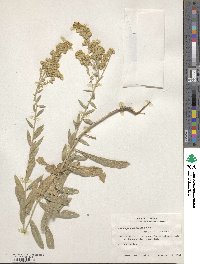 Solidago garrettii image