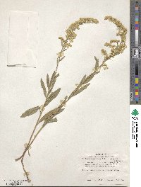 Solidago garrettii image