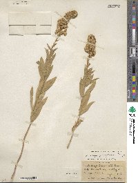 Solidago garrettii image