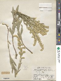 Solidago garrettii image