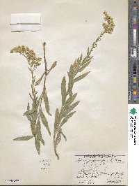 Solidago garrettii image