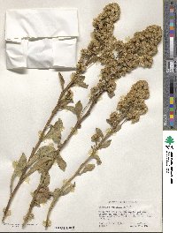 Solidago spathulata image