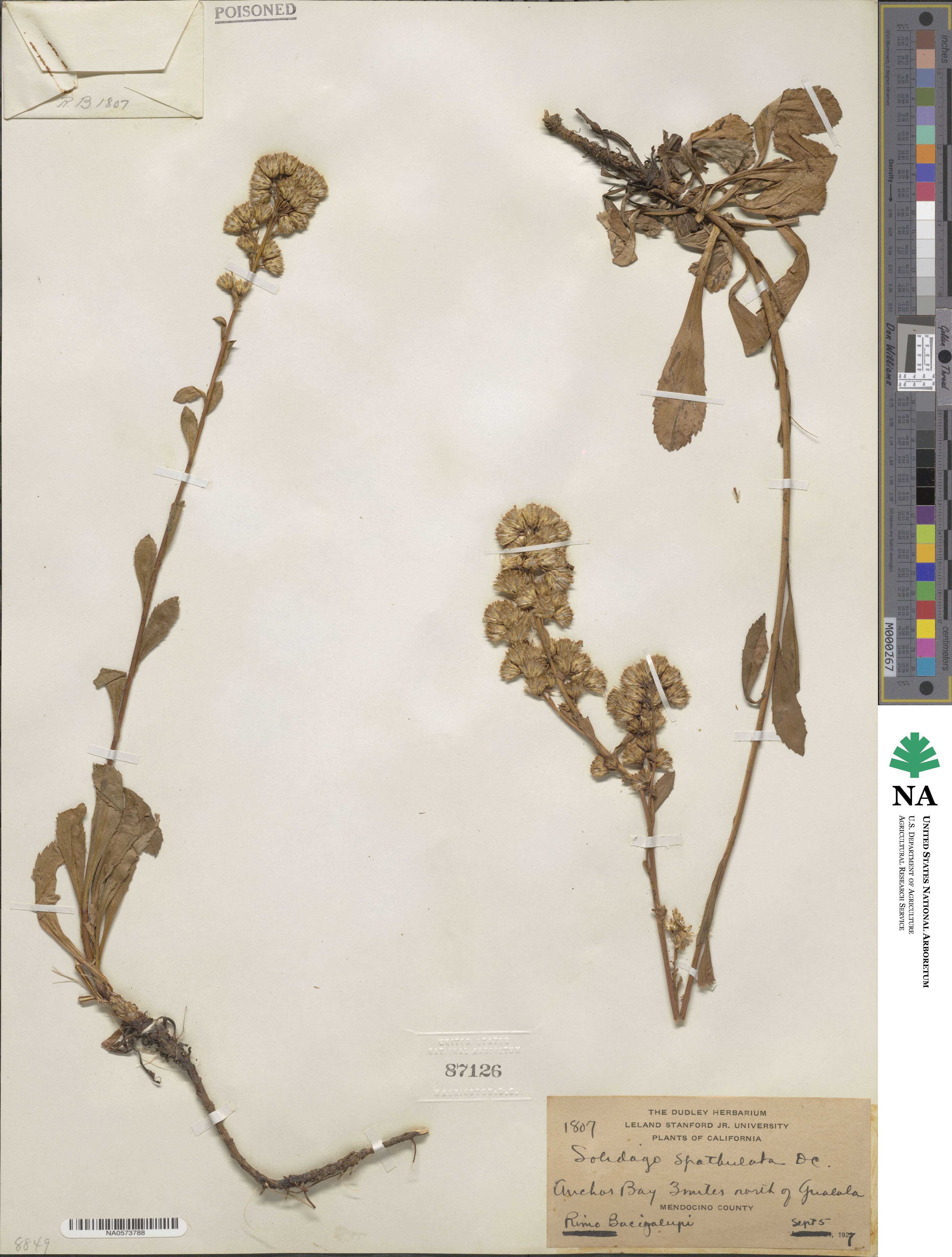 Solidago spathulata image