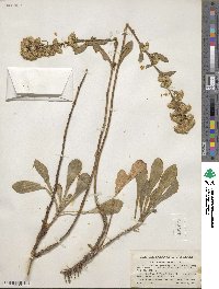 Solidago spathulata image