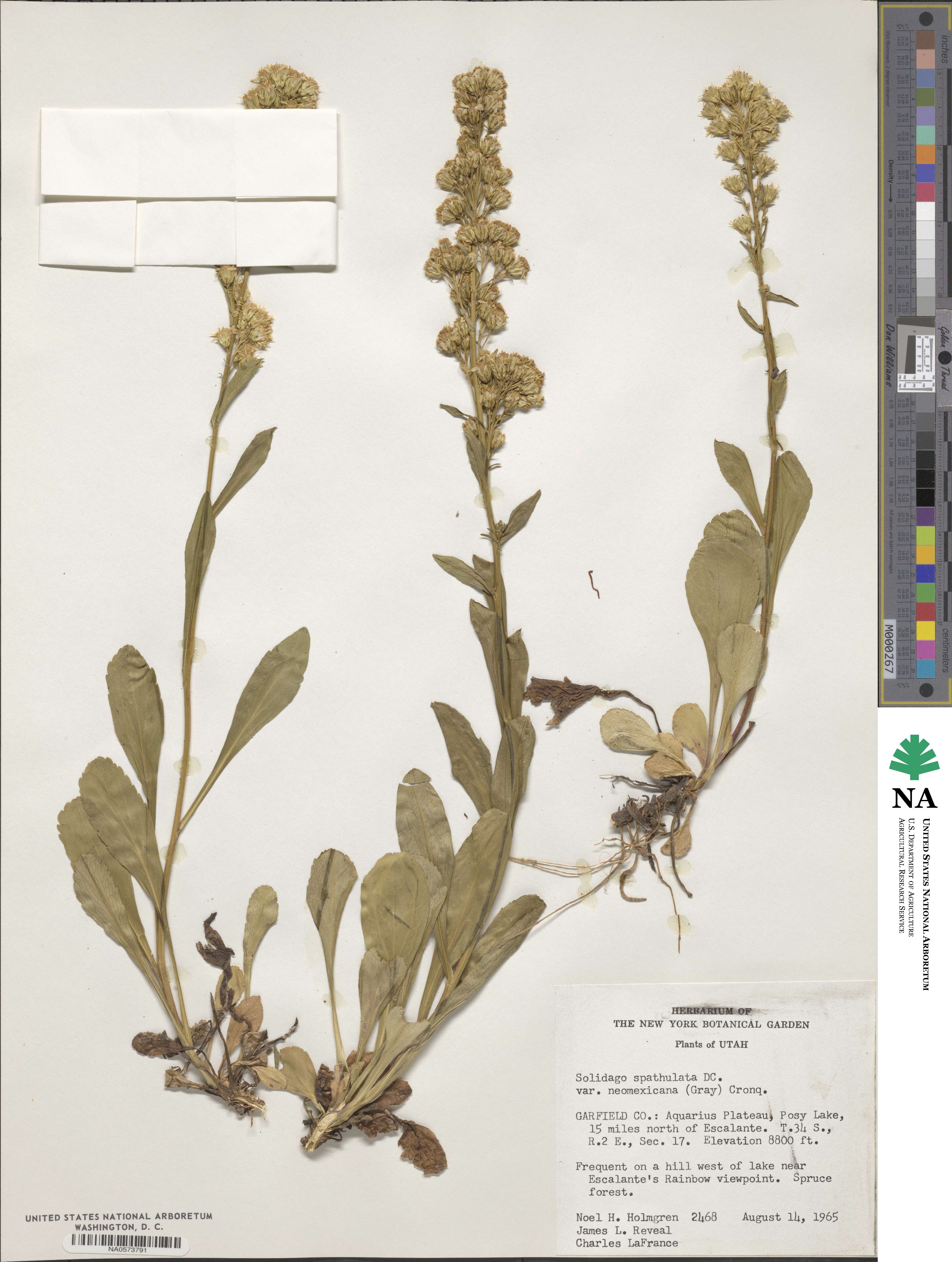 Solidago glutinosa image