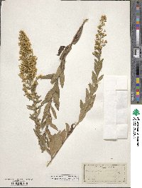 Solidago speciosa image