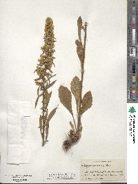 Solidago speciosa image