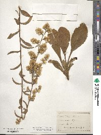 Solidago speciosa image