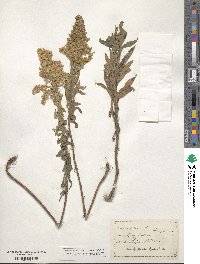 Solidago speciosa image