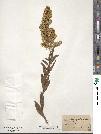 Solidago speciosa image