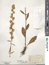 Solidago speciosa image